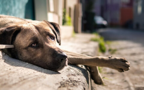 Abandono de animal é crime no brasil