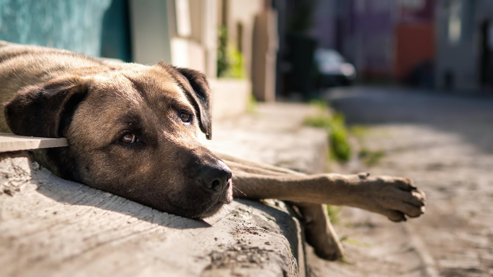 Abandono de animal é crime no brasil