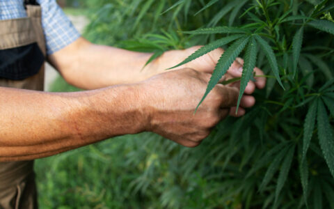 Plantar pé de maconha é crime Advogado Ademar criminalista em BH