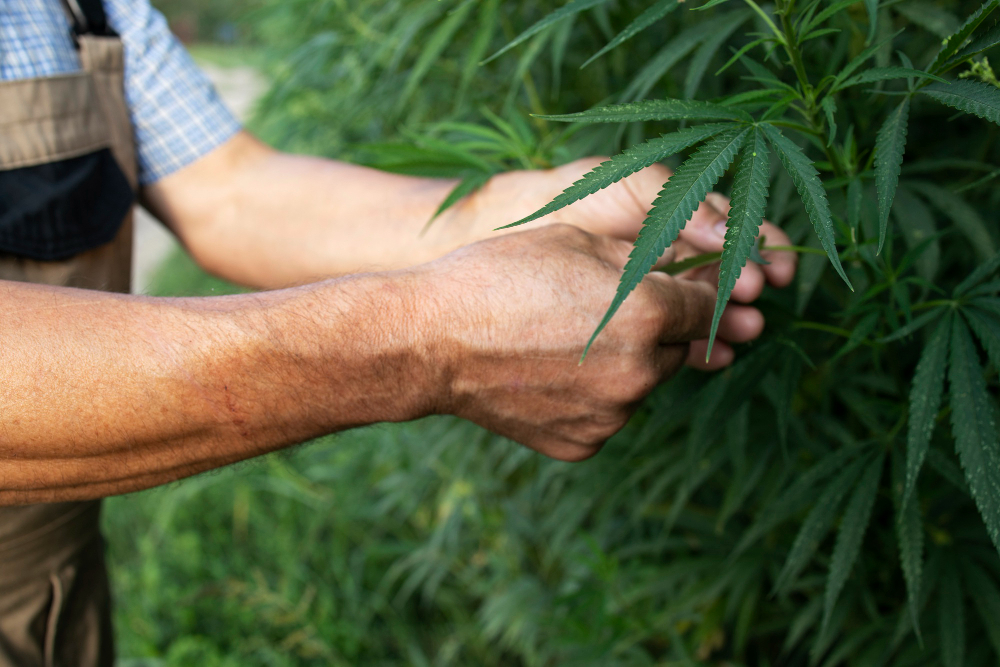 Plantar pé de maconha é crime Advogado Ademar criminalista em BH